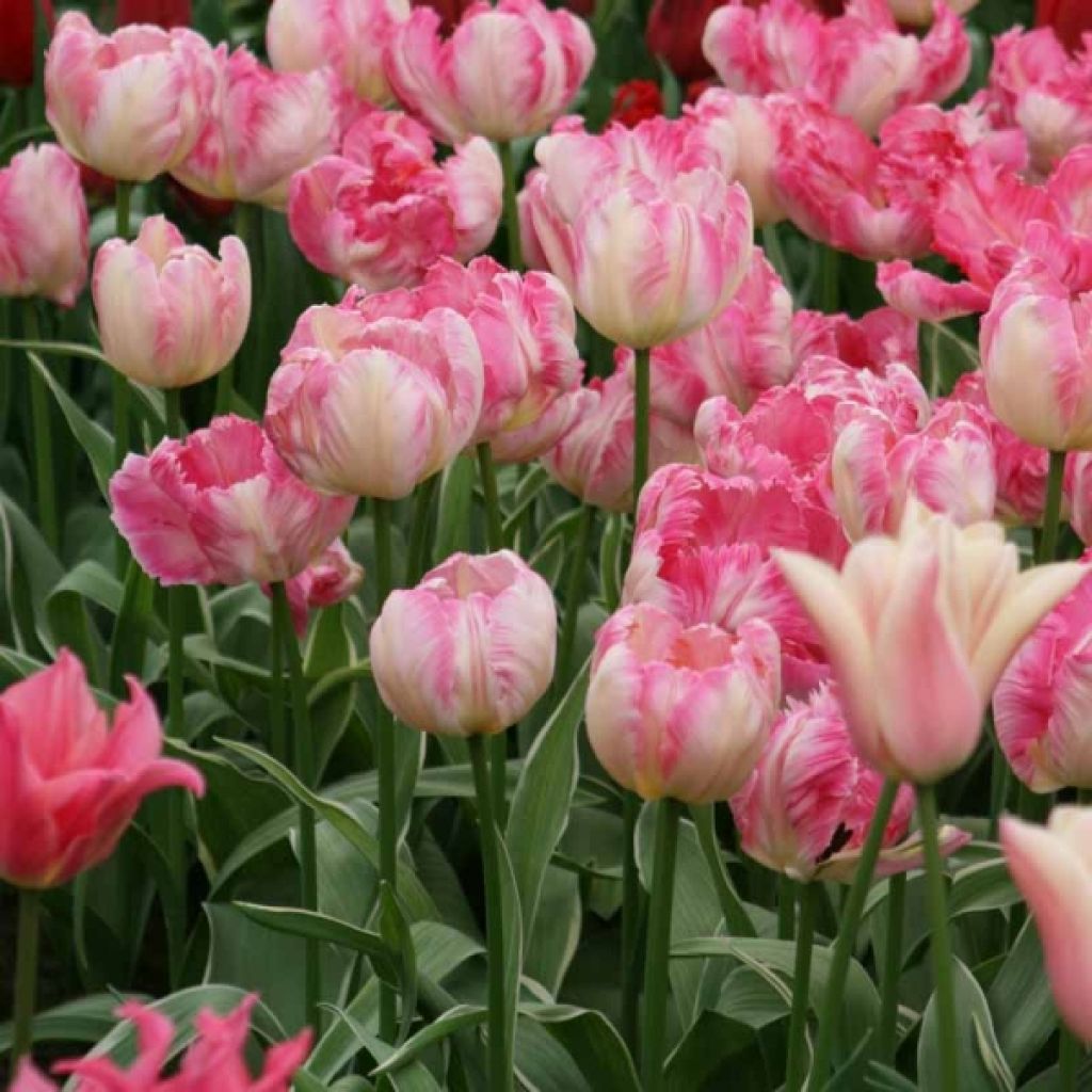 Tulipa 'Silver Parrot'