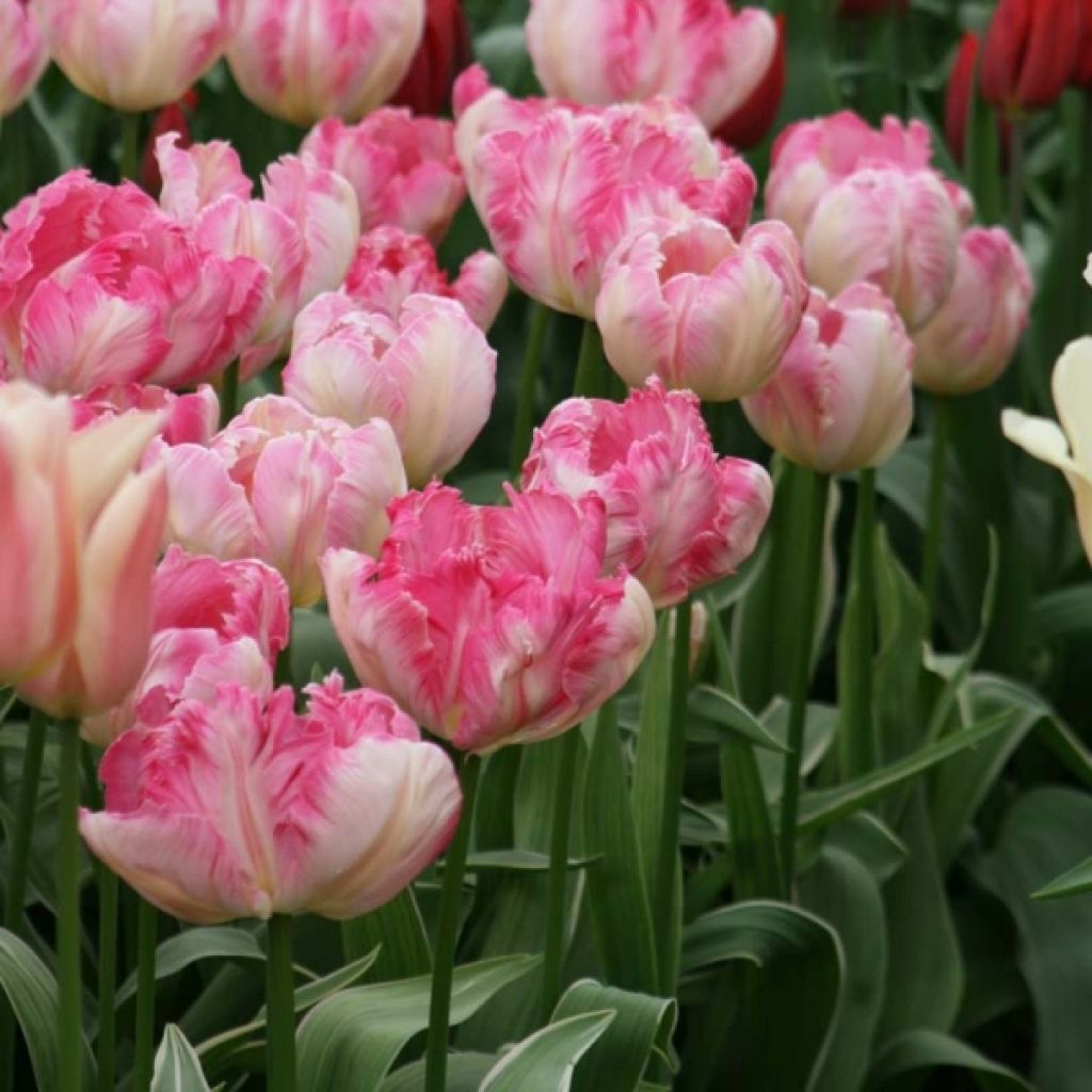 Tulipa 'Silver Parrot'