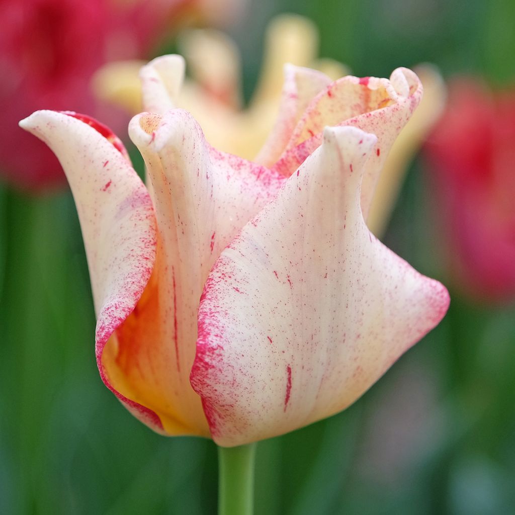 Tulipa  Striped Crown - Tulipe Coronet Striped Crown