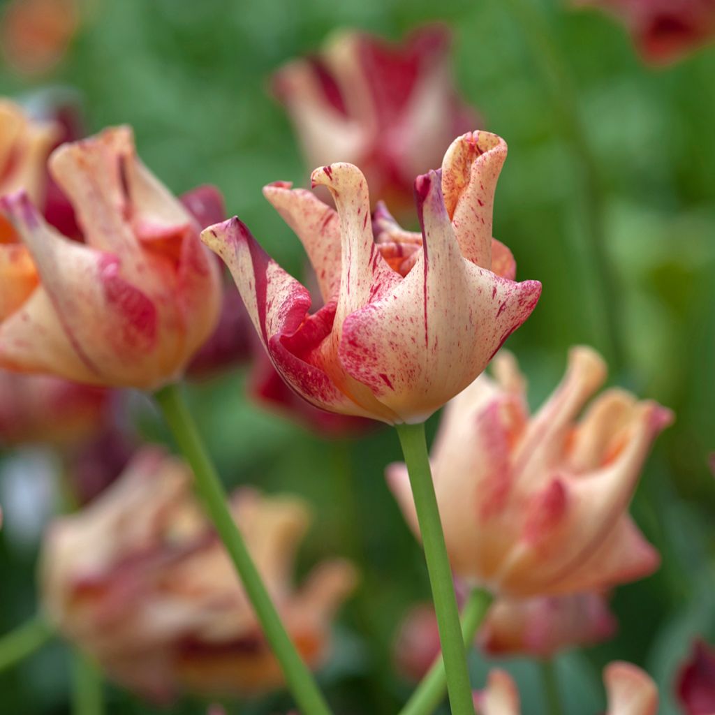 Tulipa  Striped Crown - Tulipe Coronet Striped Crown