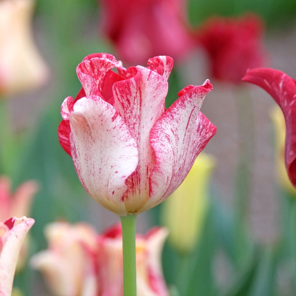 Tulipa  Striped Crown - Tulipe Coronet Striped Crown