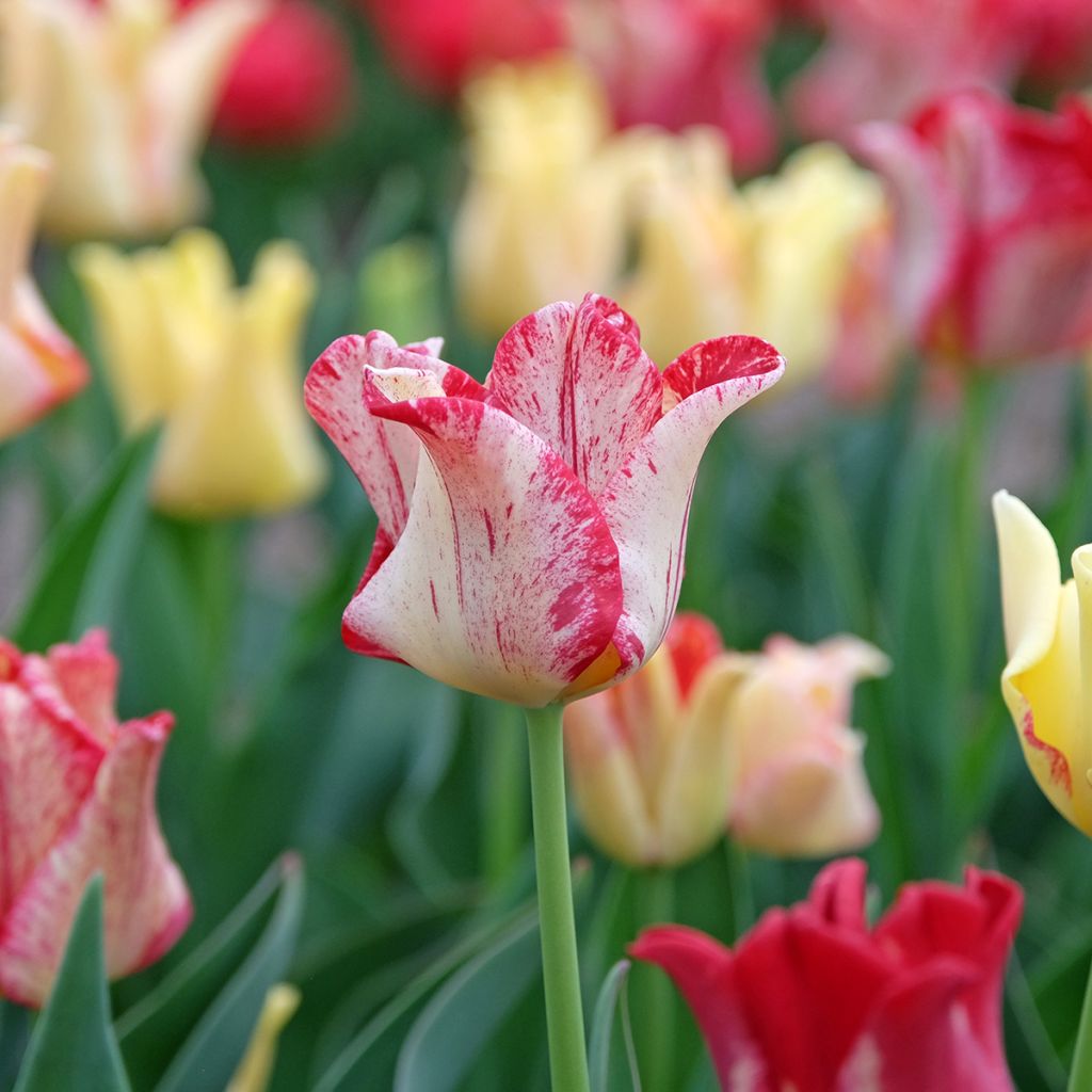 Tulipa  Striped Crown - Tulipe Coronet Striped Crown