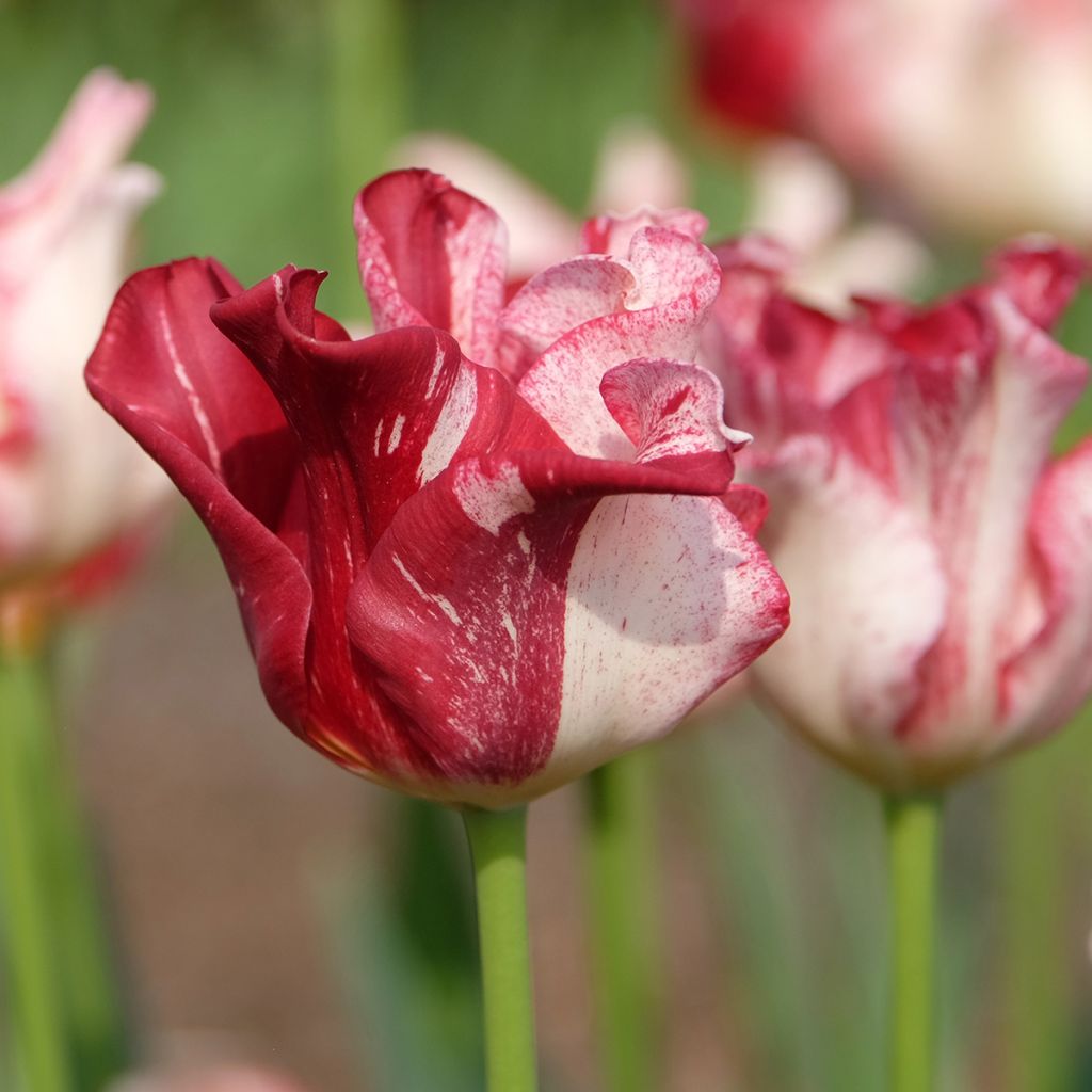 Tulipa  Striped Crown - Tulipe Coronet Striped Crown