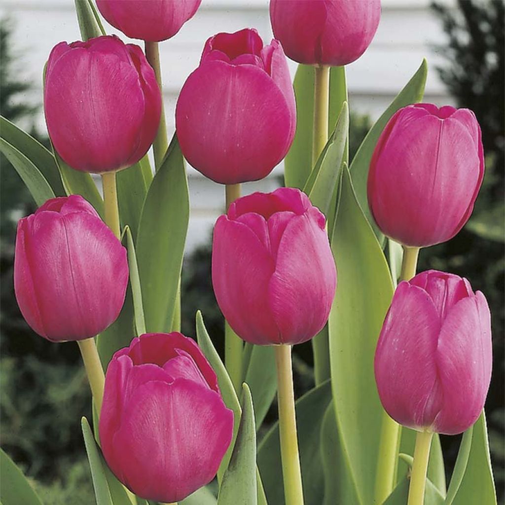 Tulipa Attila - Triumph Tulip