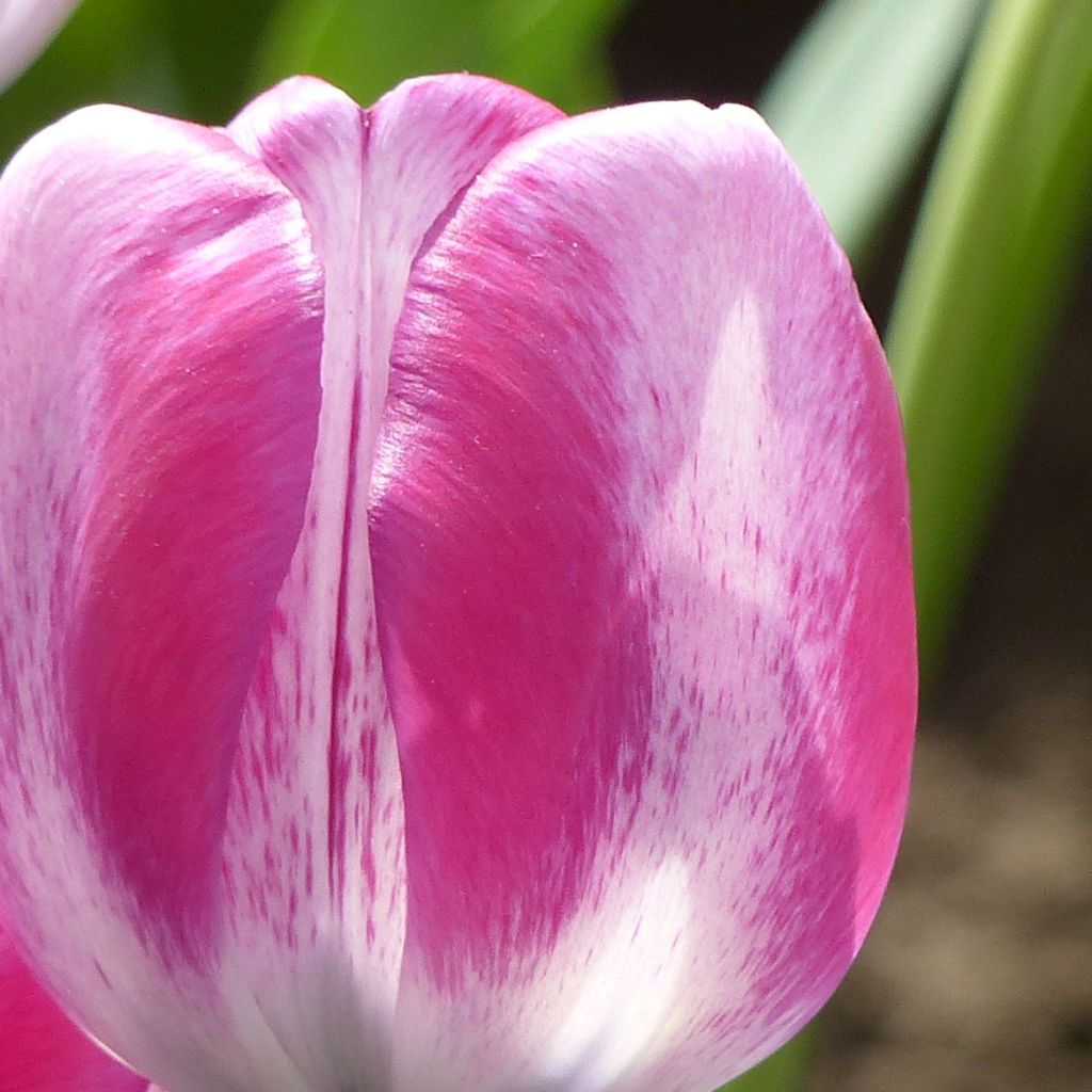 Tulipa HotPants - Triumph Tulip