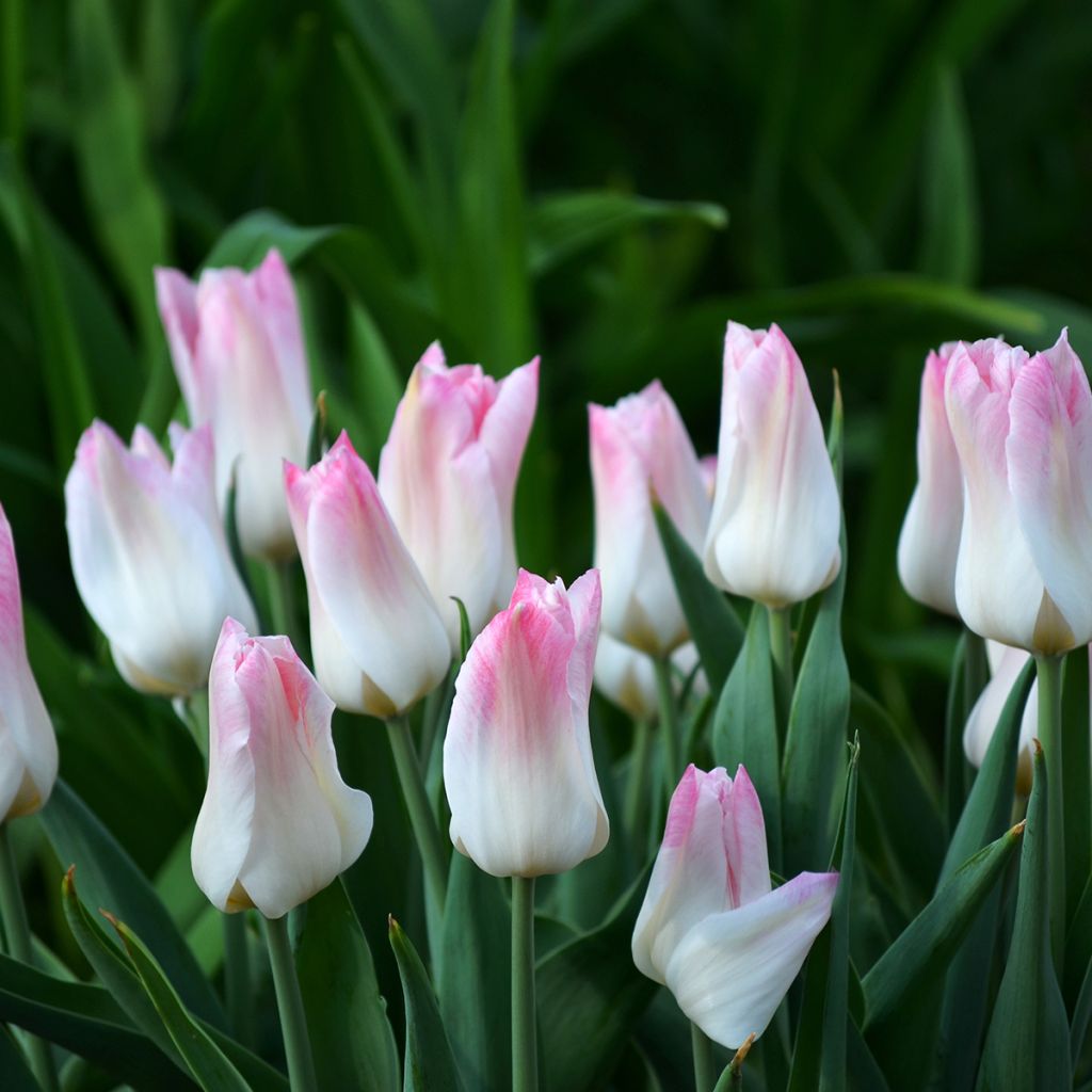Tulipa  Kyoko Takahashi - Tulipe Kyoko Takahashi, Tulipe Groupe Triomphe