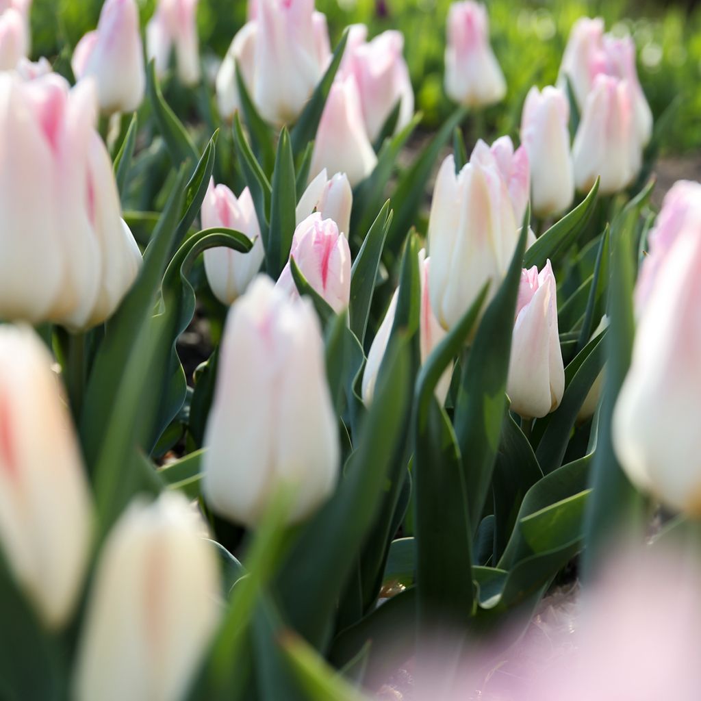 Tulipa  Kyoko Takahashi - Tulipe Kyoko Takahashi, Tulipe Groupe Triomphe
