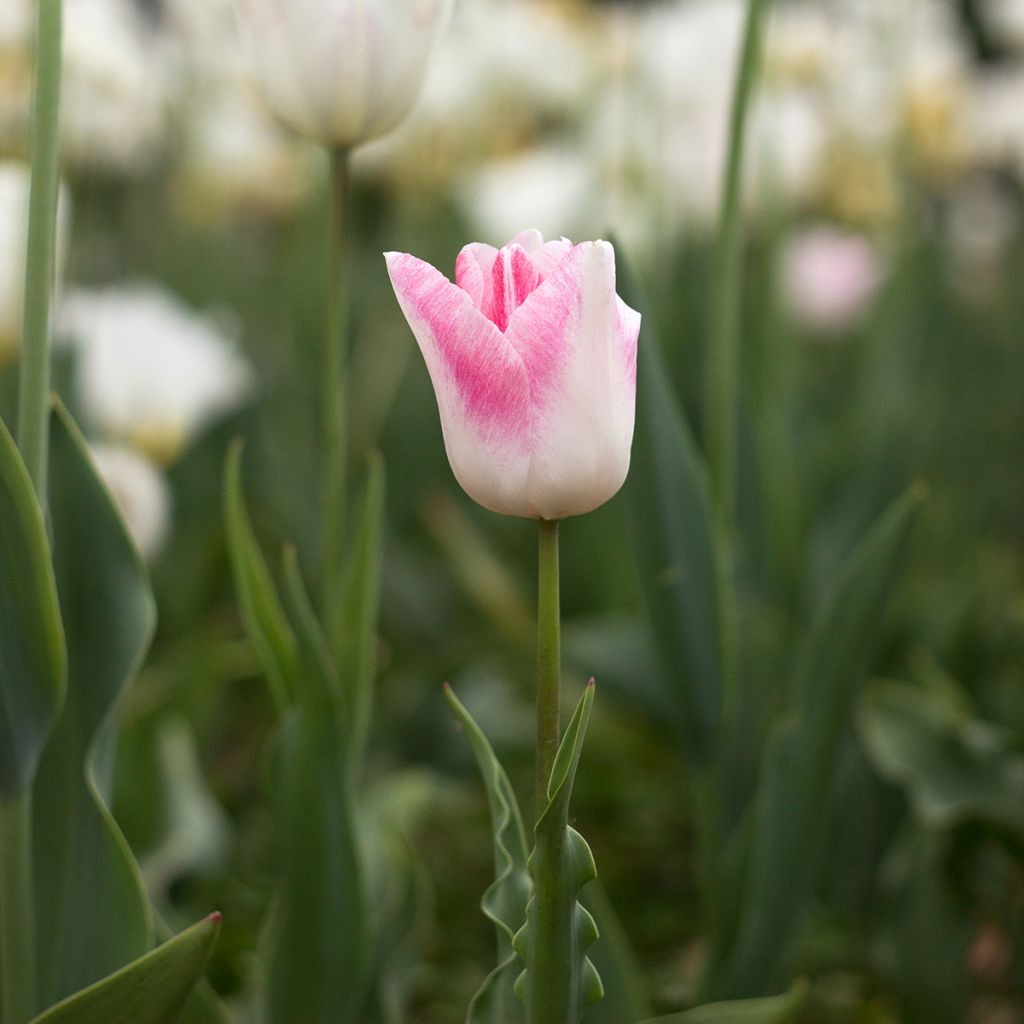 Tulipa  Kyoko Takahashi - Tulipe Kyoko Takahashi, Tulipe Groupe Triomphe