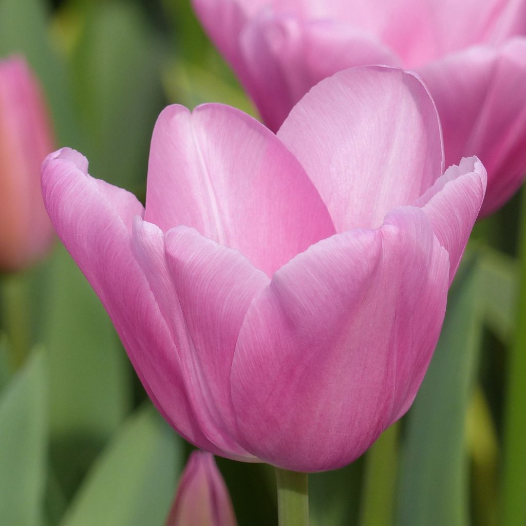 Tulipa Mistress - Triumph Tulip