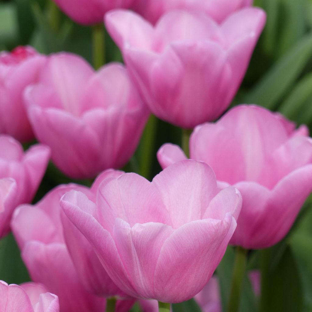 Tulipa Mistress - Triumph Tulip