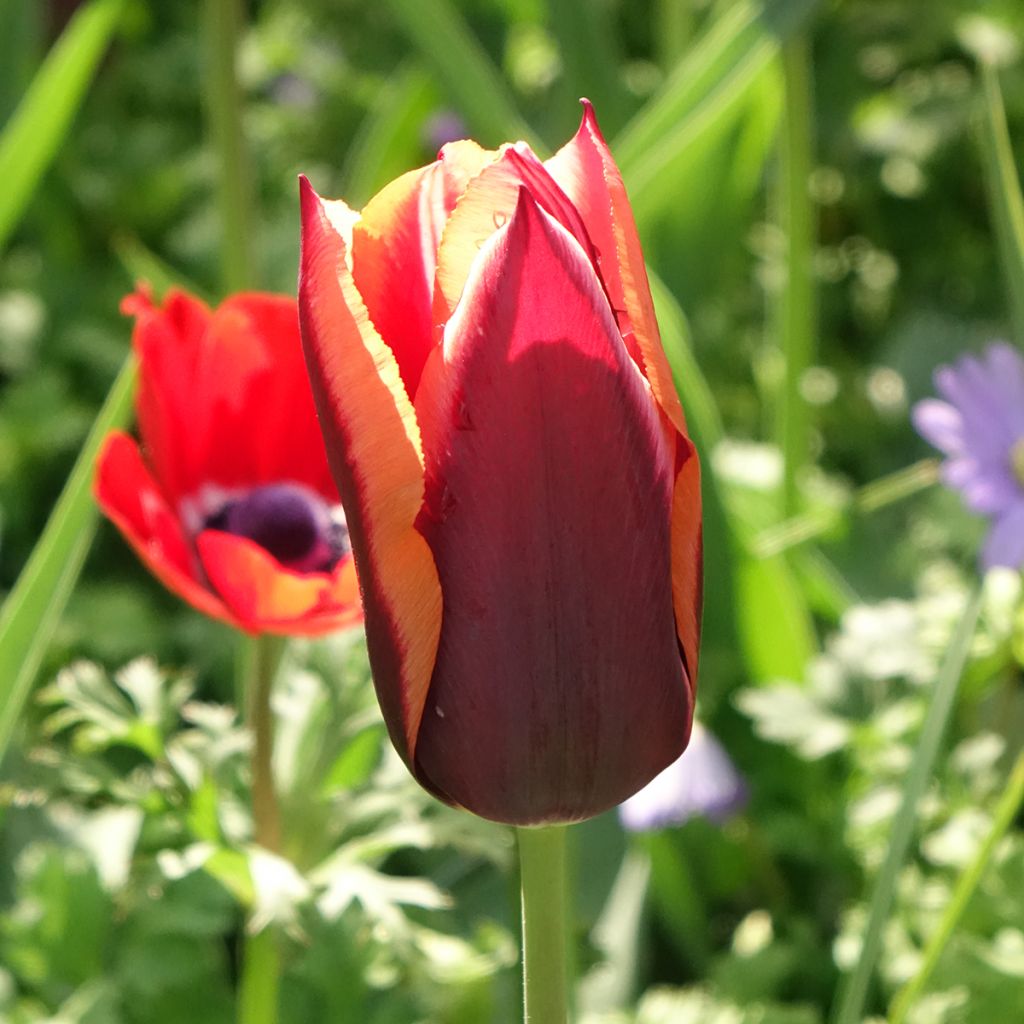 Tulipa Muvota - Triumph Tulip