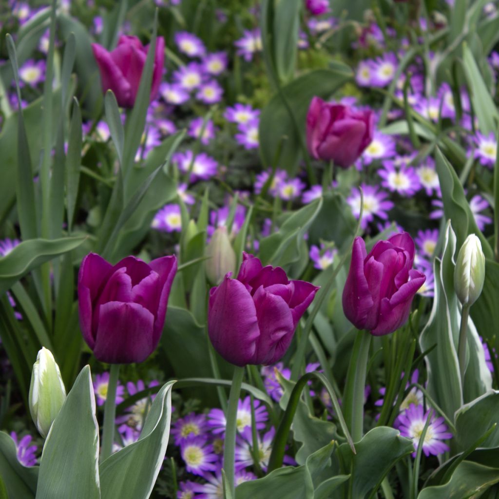 Tulipa Passionale - Triumph Tulip