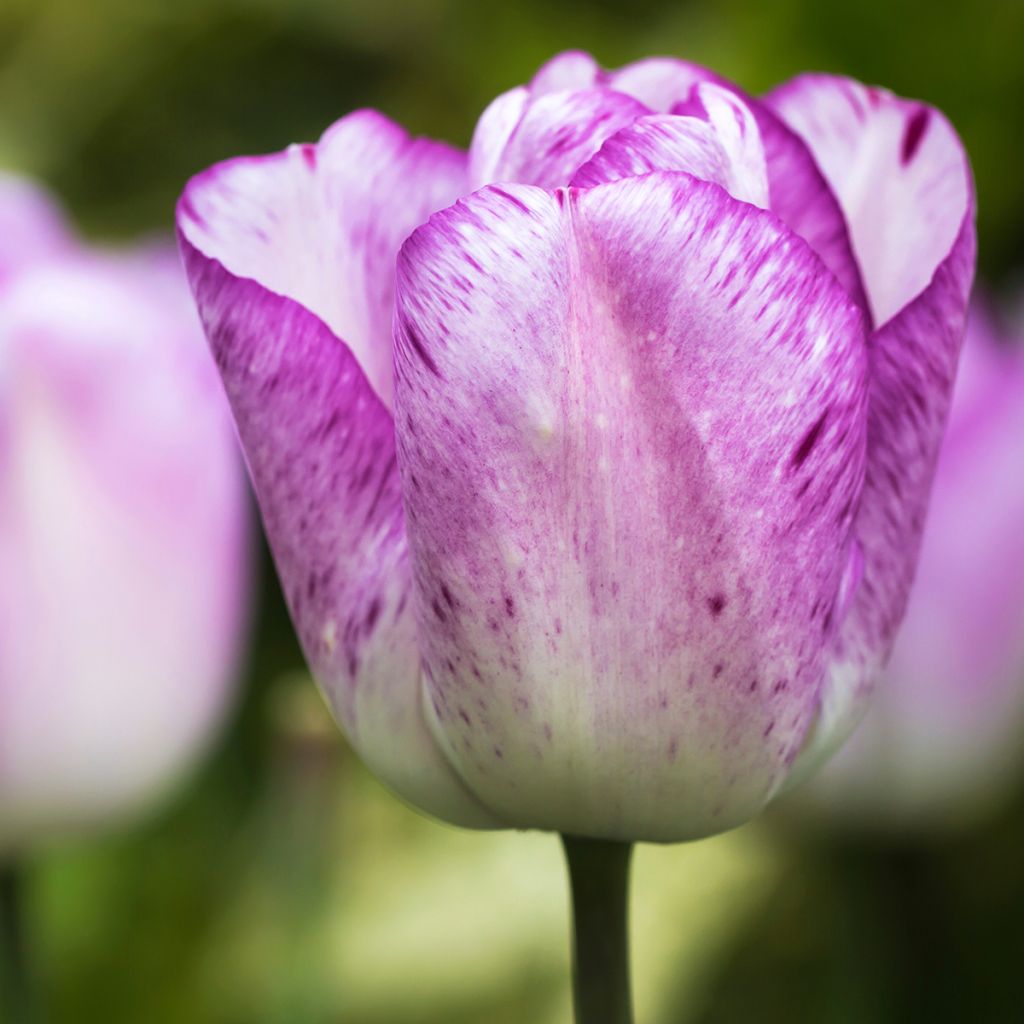 Tulipa Shirley - Triumph Tulip