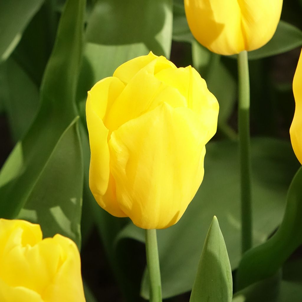 Tulipa Strong Gold - Triumph Tulip