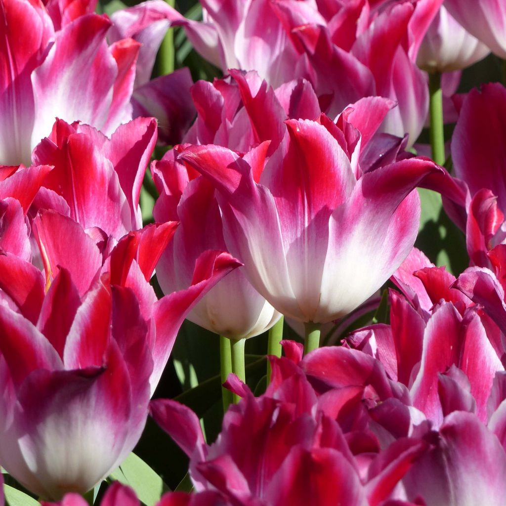 Tulipa Whispering Dream - Triumph Tulip