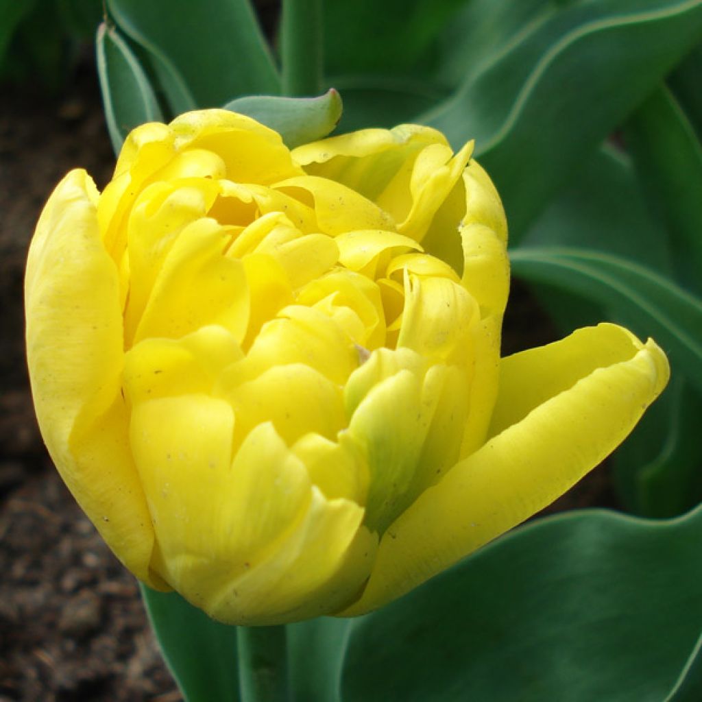 Tulipa Yellow Baby- Double Early Tulip