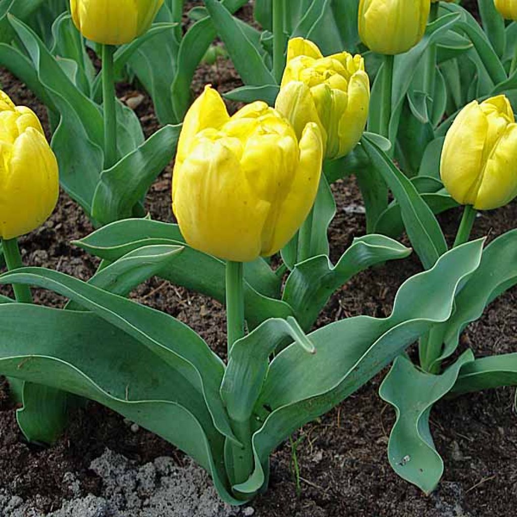 Tulipa Yellow Baby- Double Early Tulip