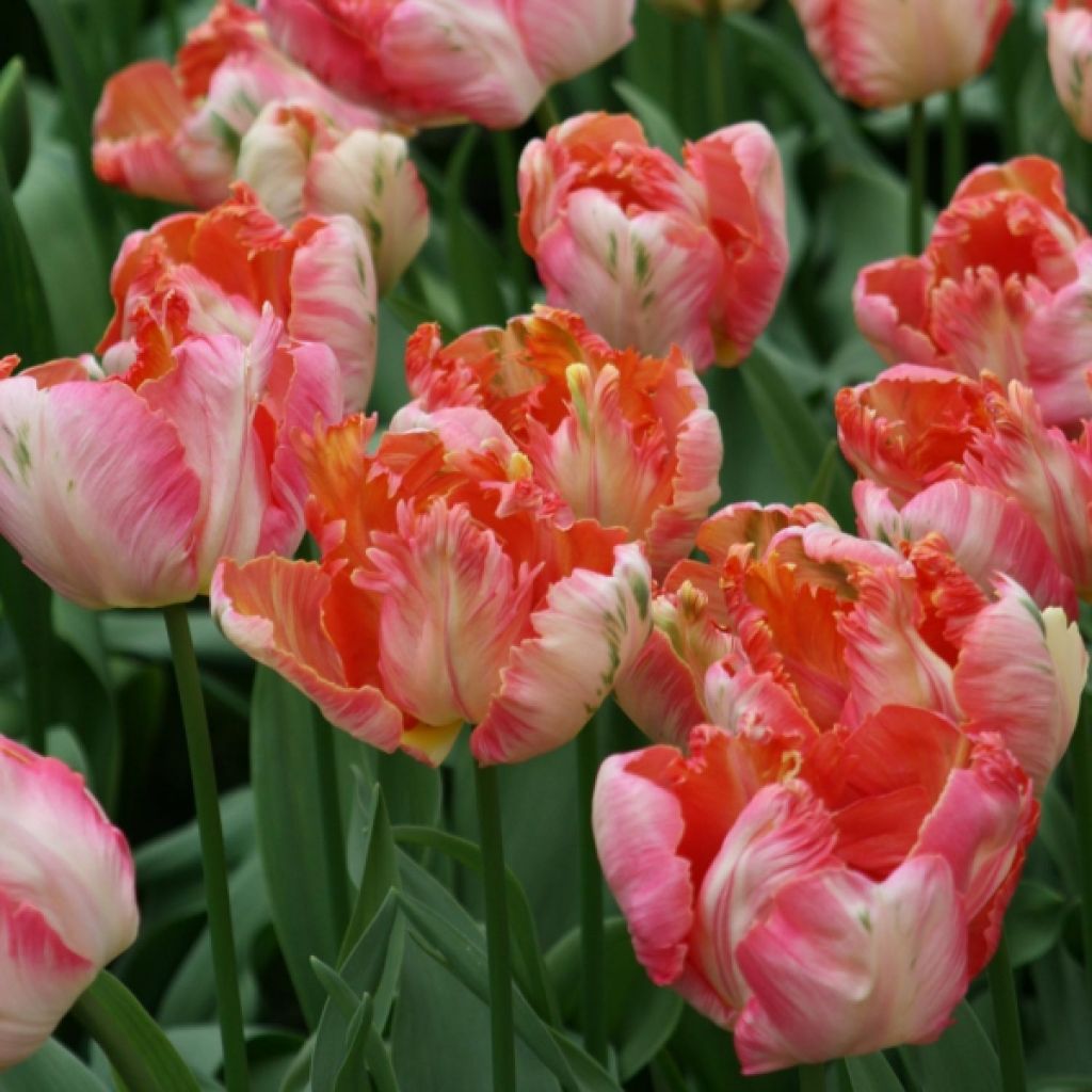 Tulipa Apricot Parrot