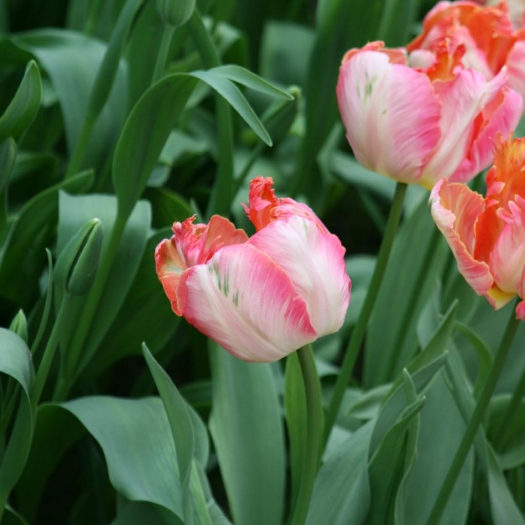 Tulipa Apricot Parrot