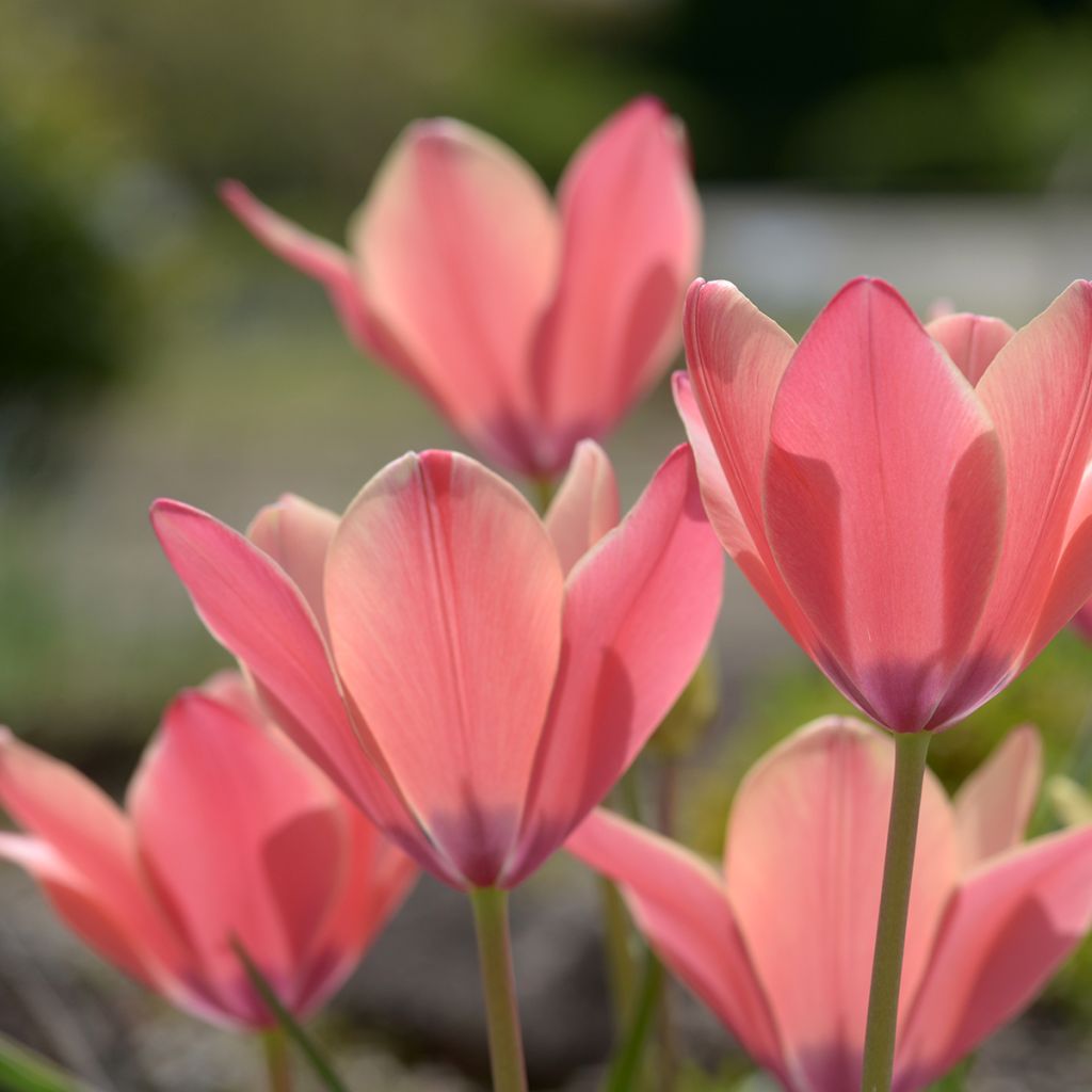 Tulipa clusiana Annika - Tulipe de L'Écluse, Tulipe de Perse, Tulipe-radis