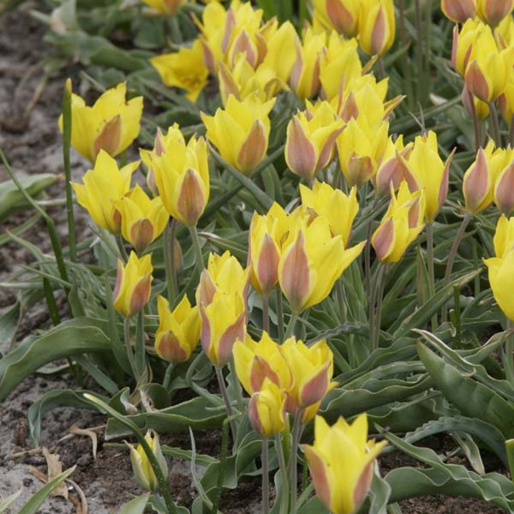 Tulipa kolpakowskiana 