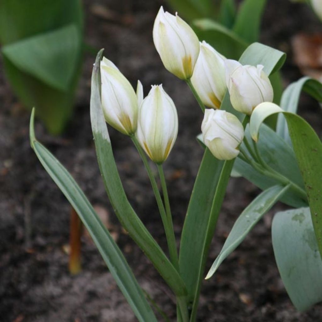 Tulipa polychroma - Botanical Tulip