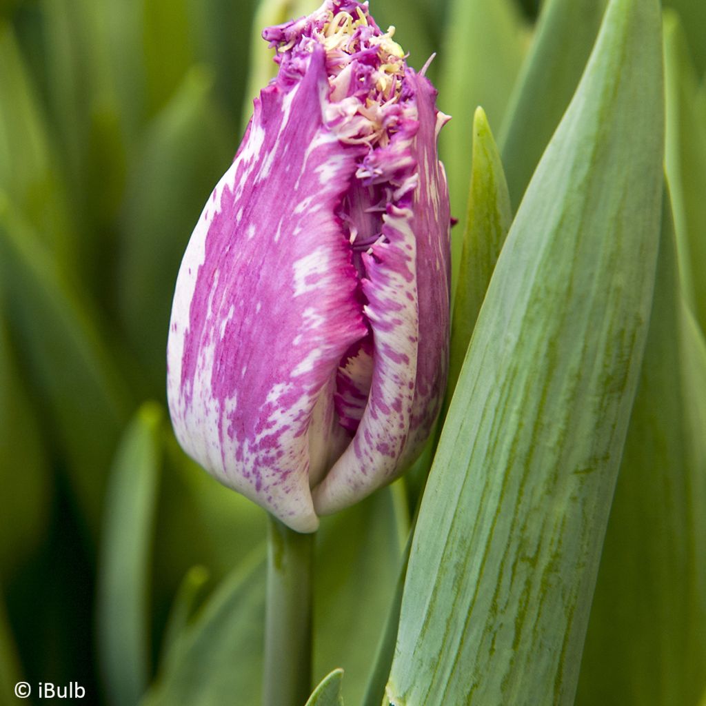 Tulipa Purple Circus - Tulipe frangée Purple Circus, Tulipe dentelle Purple Circus