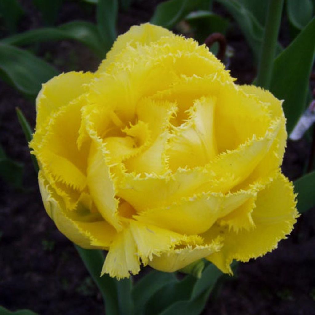 Tulipa Exotic Sun - Fringed Tulip