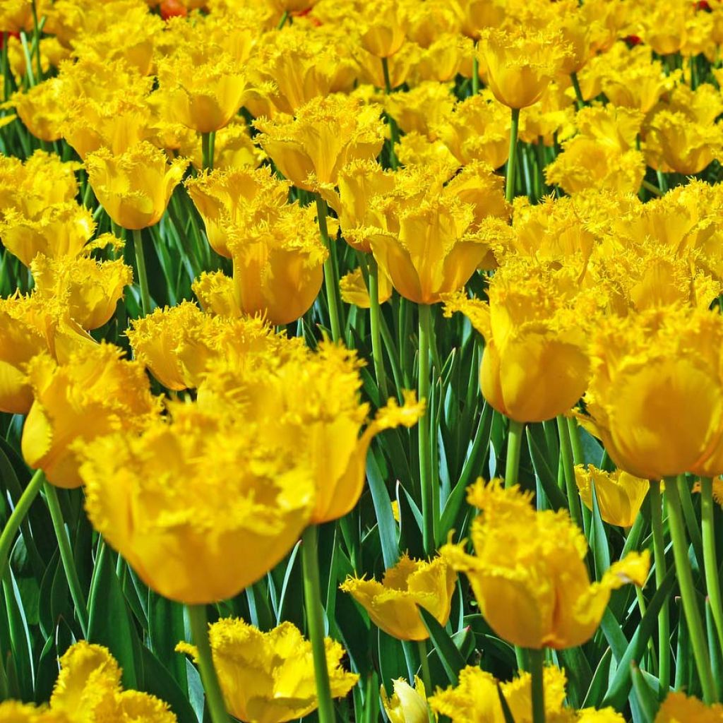Tulipa crispa Hamilton