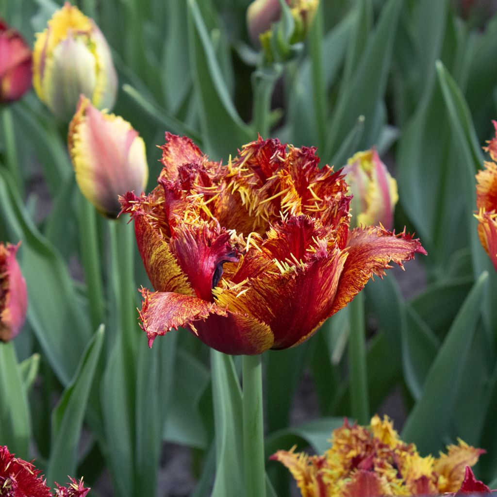 Tulipa crispa Bastia - Fringed Tulip