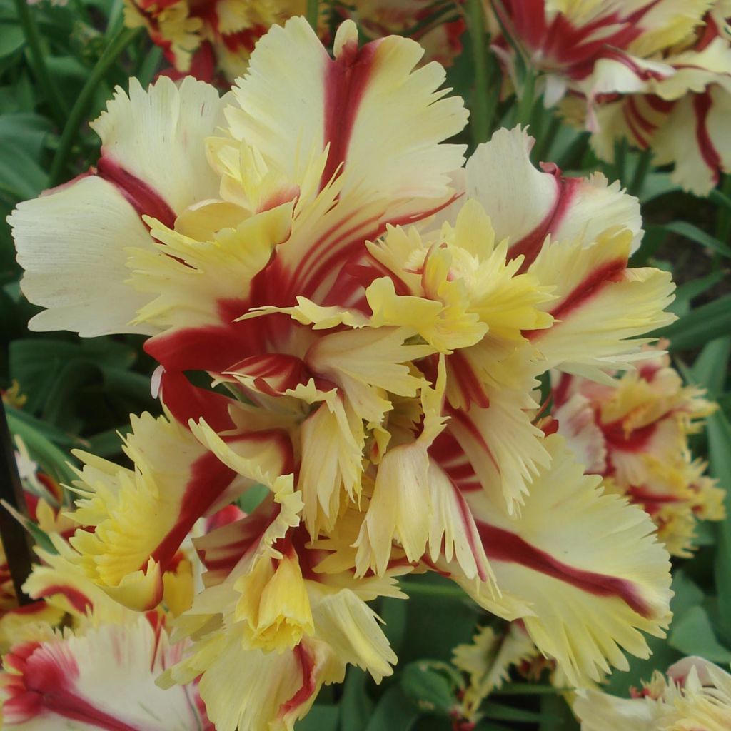 Tulipa Flaming Parrot - Parrot Tulip