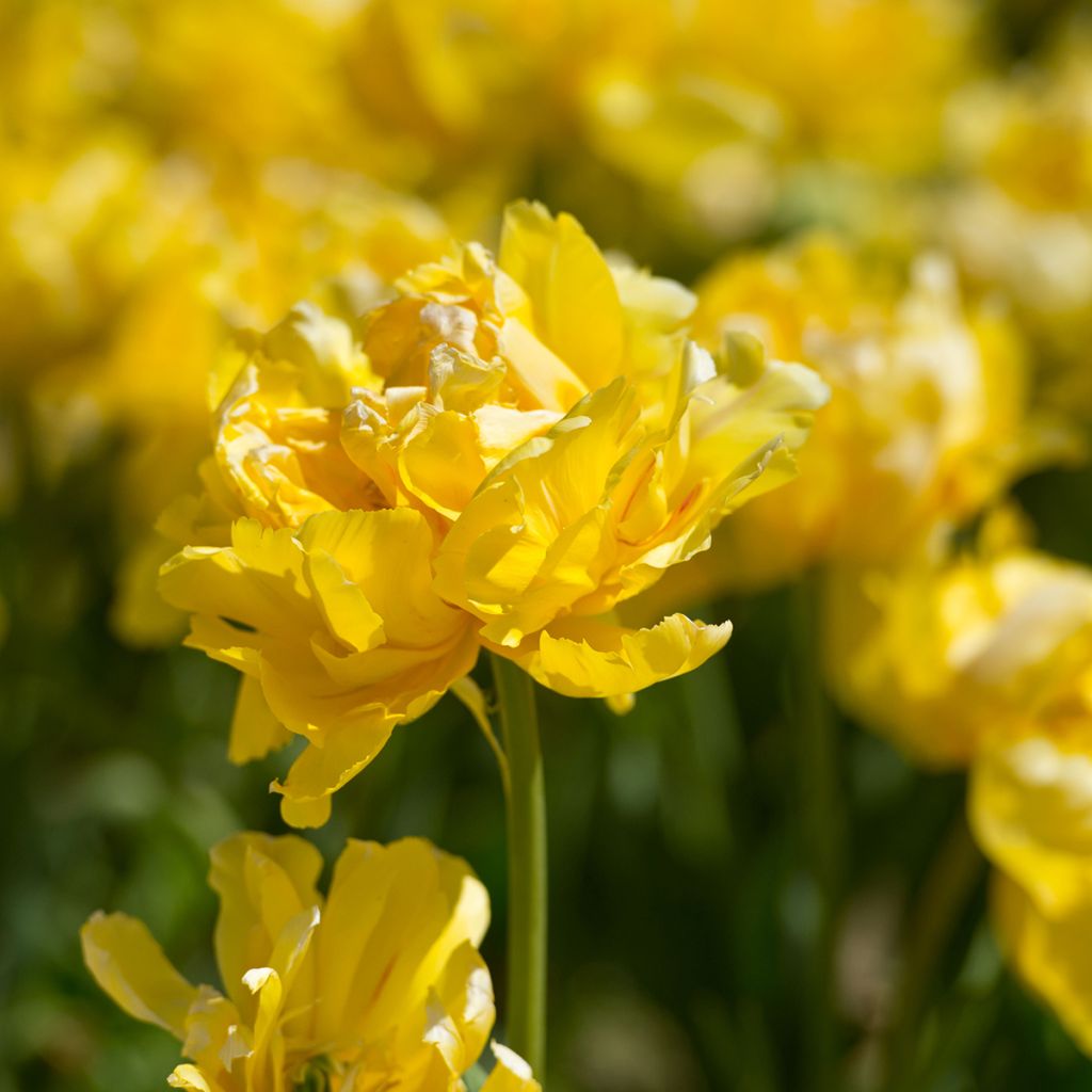Tulipa Yellow Margarita - Tulipe double précoce Yellow Margarita, Tulipe pivoine Yellow Margarita