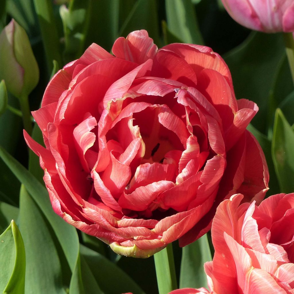 Tulipa Copper Image- Double Early Tulip