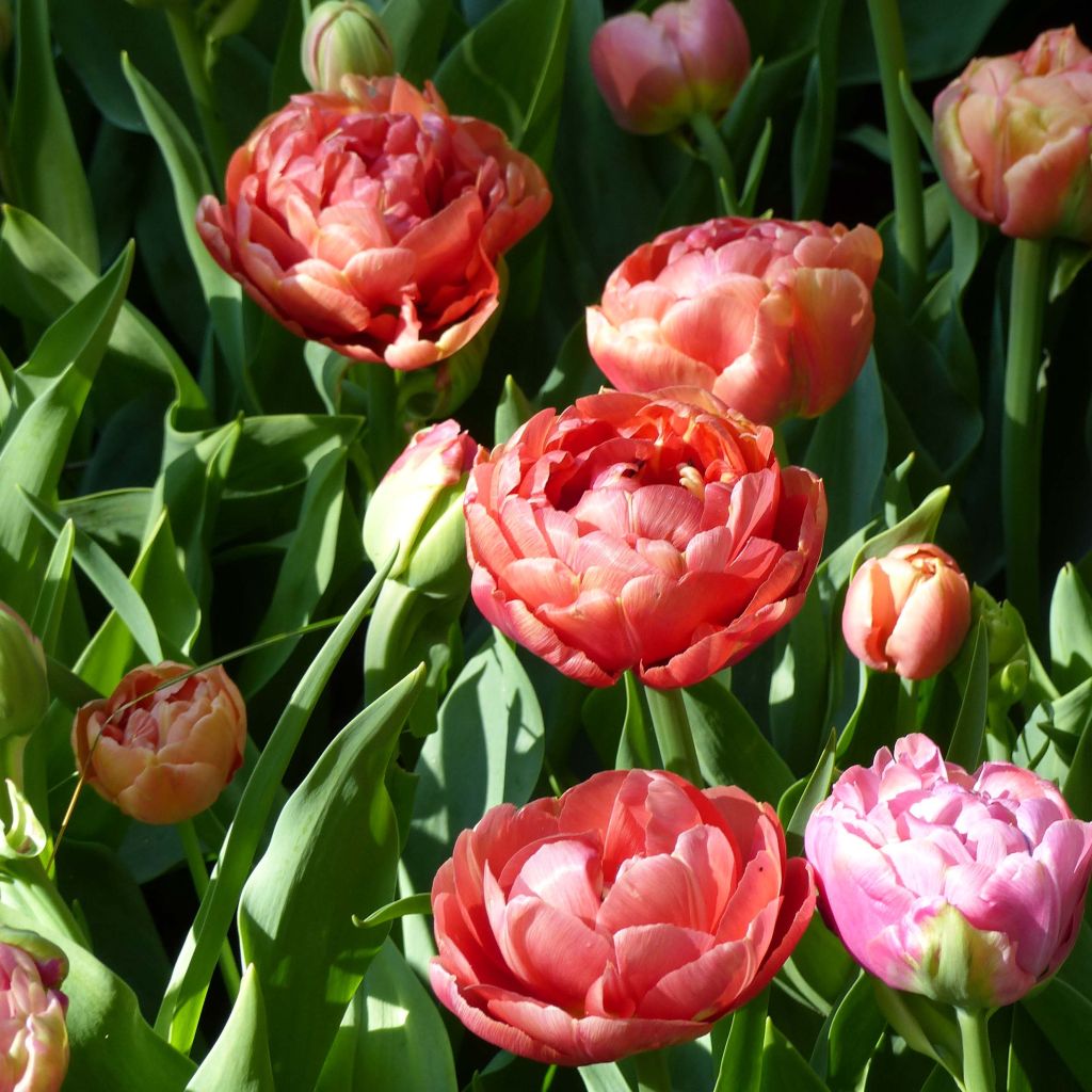 Tulipa Copper Image- Double Early Tulip
