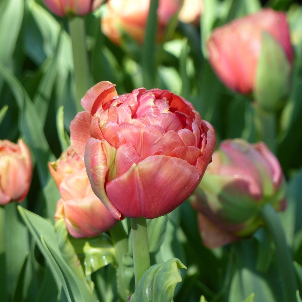 Tulipa Copper Image- Double Early Tulip