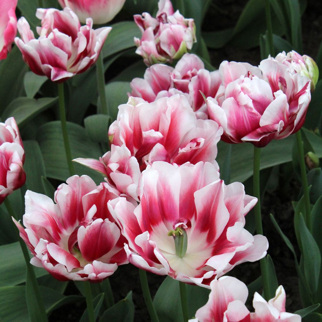 Tulipa Fantasy Lady- Double Early Tulip