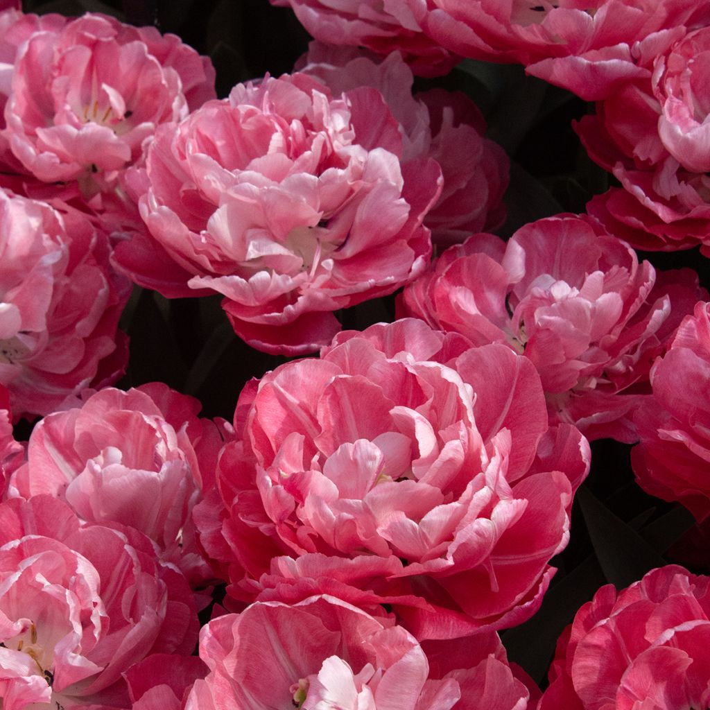 Tulipa Foxtrot- Double Early Tulip