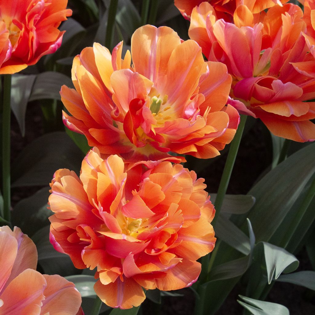 Tulipa Orca