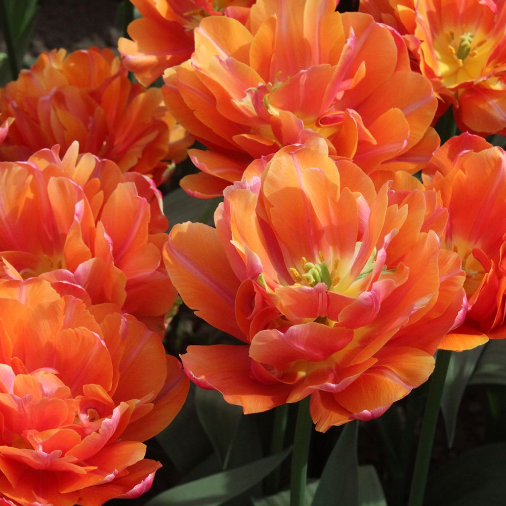 Tulipa Orca