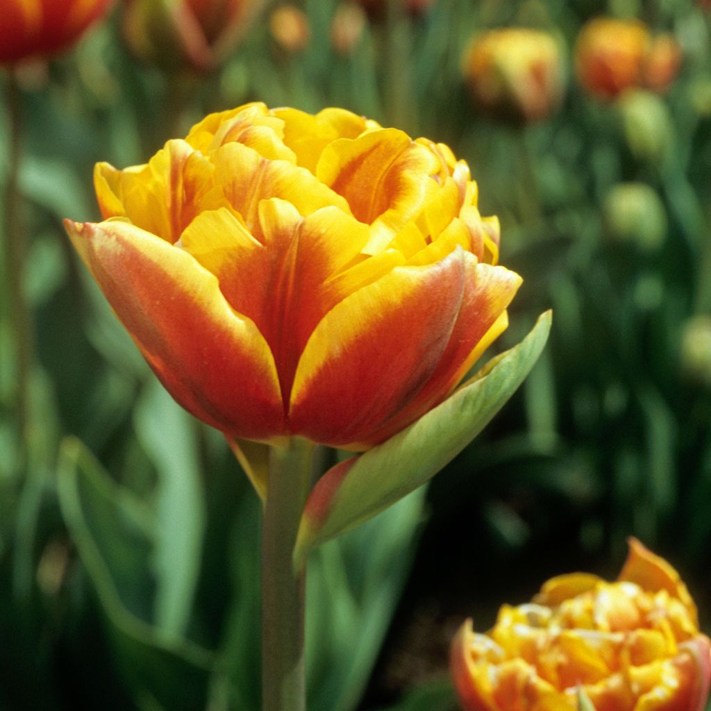 Tulipa Bonanza - Tulipe Bonanza, Tulipe Pivoine Bonanza