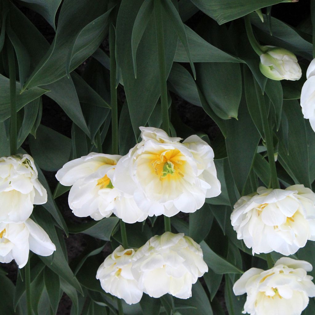 Tulipa Cool - Late double Tulip