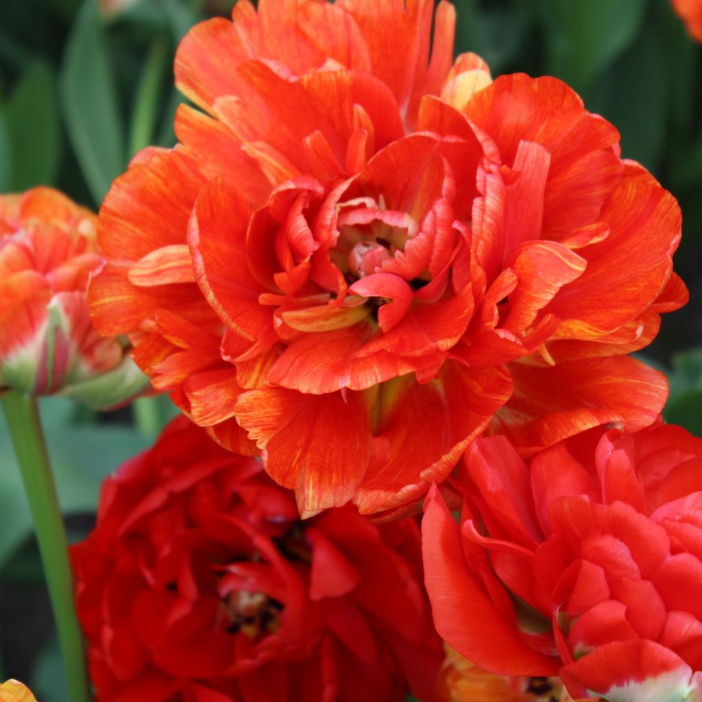 Tulipa Gudoshnik Double
