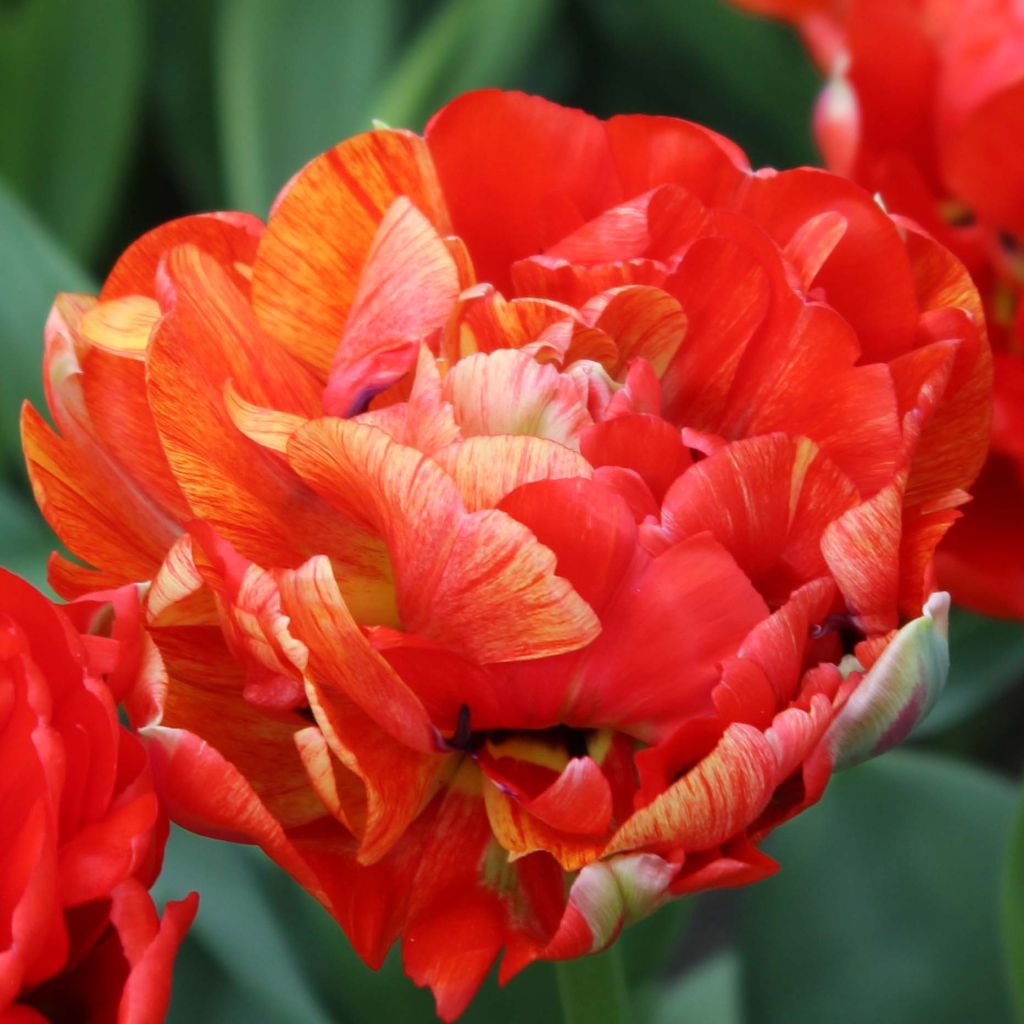 Tulipa Gudoshnik Double