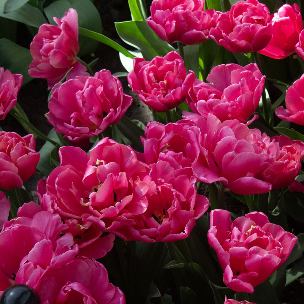 Tulipa Sunset Tropical - Double Late Tulip