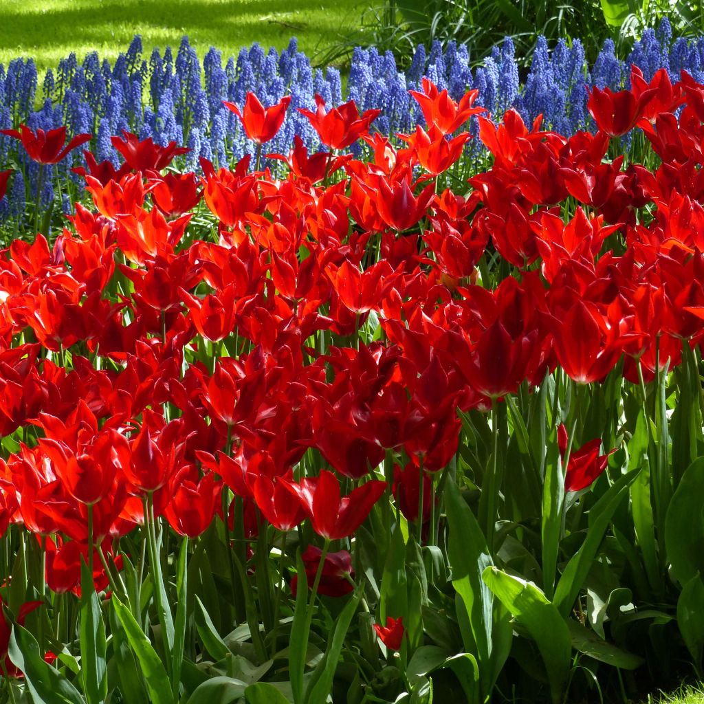 Tulipa Red Shine - Lily flowering Tulip