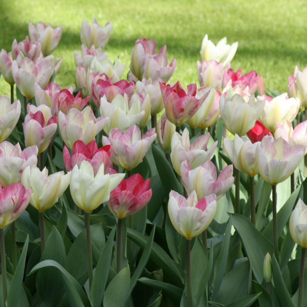Tulipa Flaming Purissima