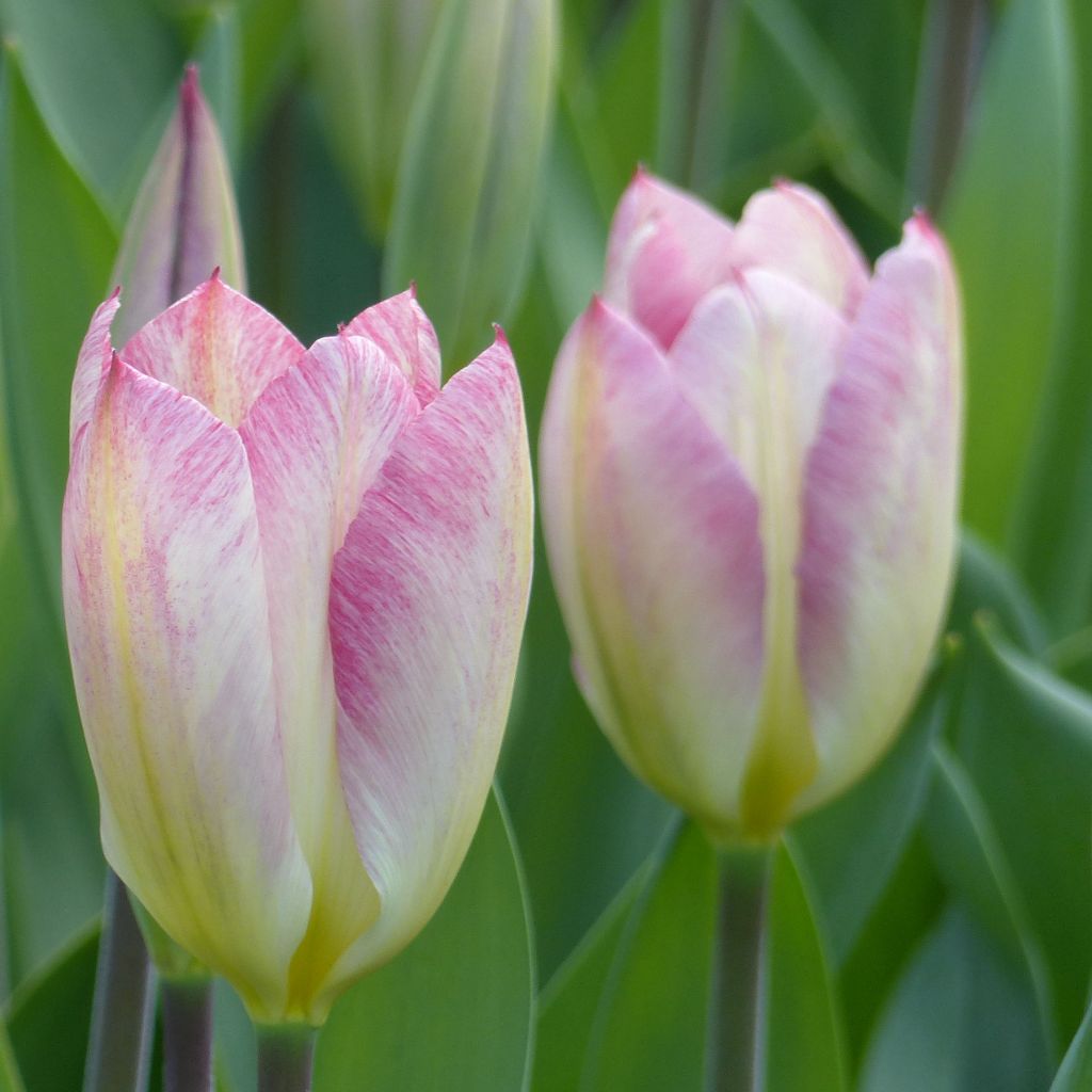 Tulipa Flaming Purissima