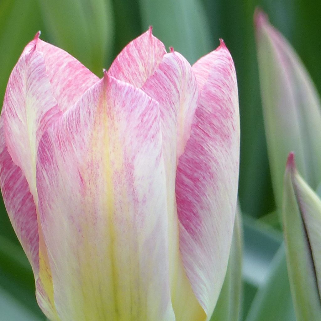 Tulipa Flaming Purissima