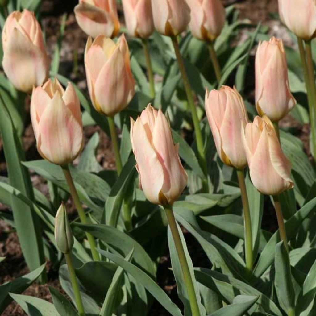 Tulipa greigii Für Elise