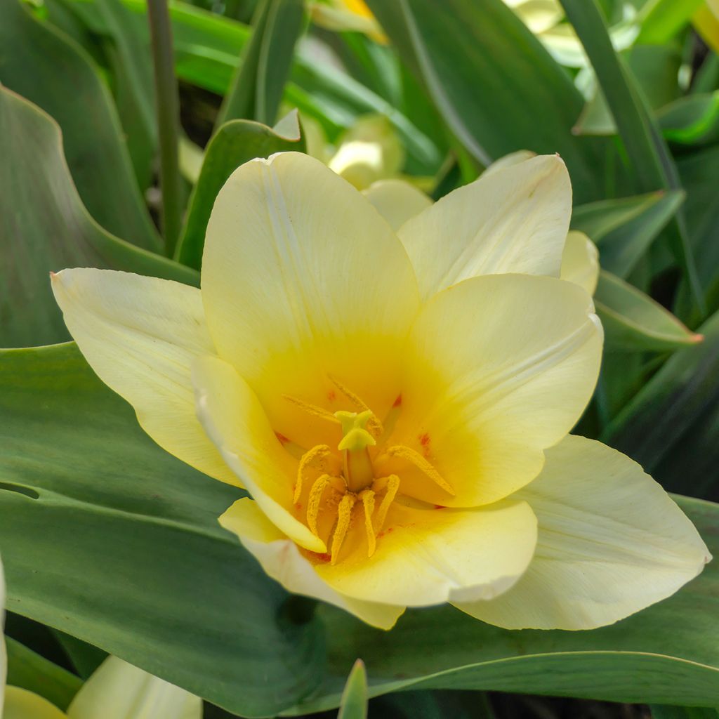 Tulipa White Fire - Tulipe botanique greigii, Tulipe de Greig
